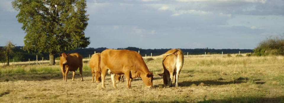 A Welsh framer breeding pedigree Limousin cattle in the Limousin.