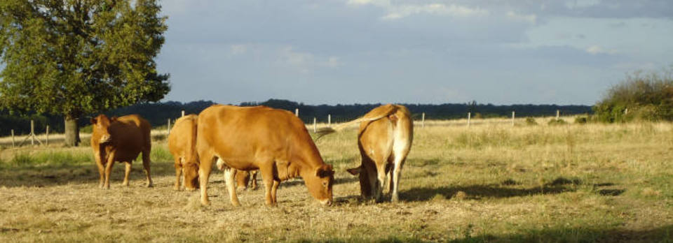 A Welsh framer breeding pedigree Limousin cattle in the Limousin.